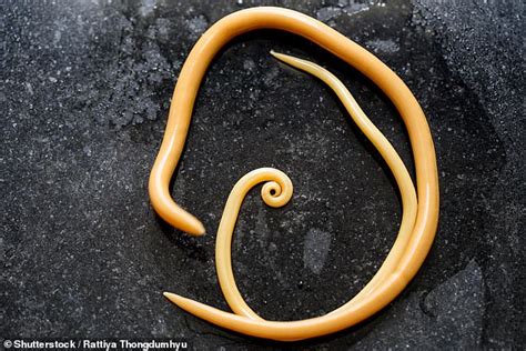 Can worms change sexes?